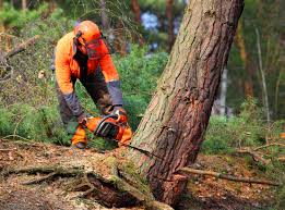 Best Tree Preservation Services  in Collegeville, PA